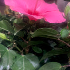 Small / Pink