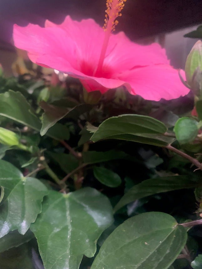 Pink Hibiscus Plant Ideal for Patios or Balconies Any Space For Spring and Summer