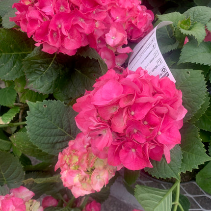 Pink Hydrangea Shrub - 6-18" Tall Live Plant Outdoor or Balcony