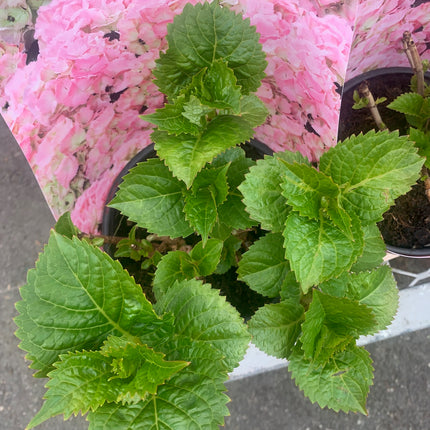 Pink Hydrangea Shrub - 6-18" Tall Live Plant Outdoor or Balcony