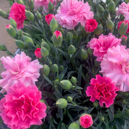 Carnation Plants Live Hardy Perennial Deep Pink and Pink for Mother day