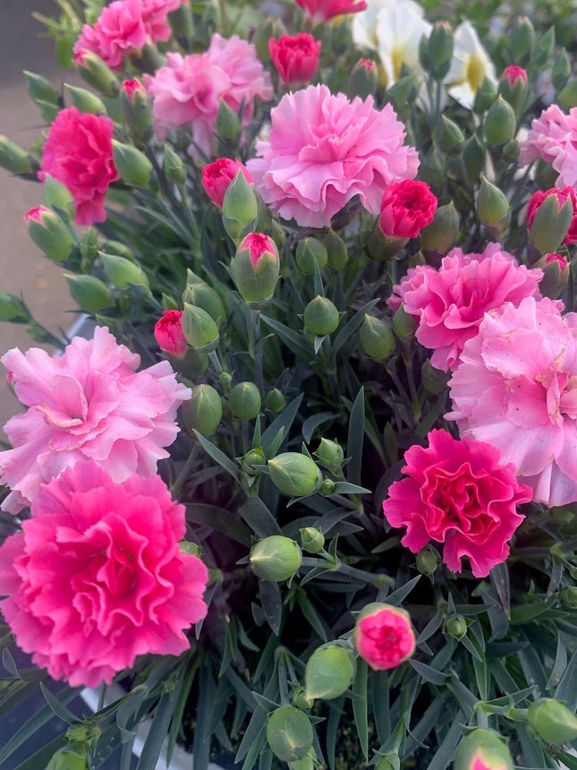 Carnation Plants Live Hardy Perennial Deep Pink and Pink for Mother day