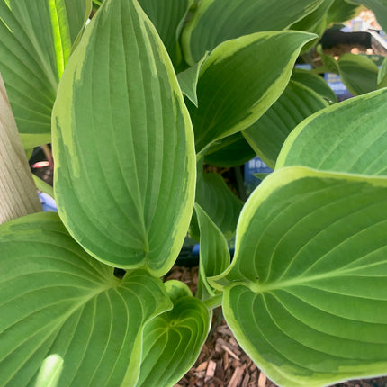 Hosta Plants Live Hardy Perennial Lavender for Garden and Landscape