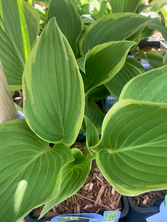 Hosta Plants Live Hardy Perennial Lavender for Garden and Landscape