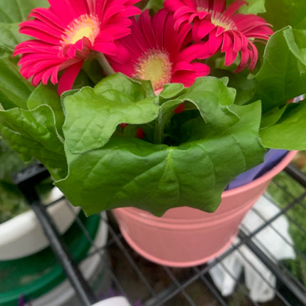 Assorted Gerbera Daisies Beautiful Spring and Summer Flowers 6 inch Pot  6"-12"