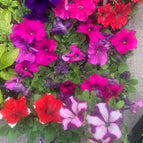Hot Pink
