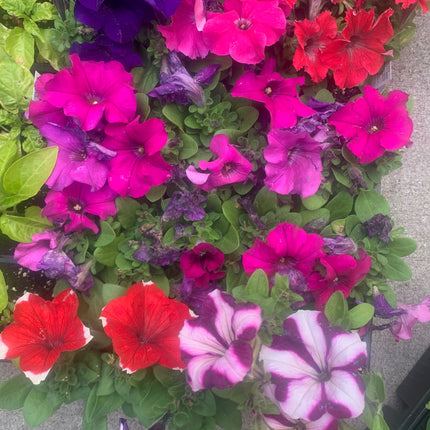 Rooted Annual Plants Petunia Flowers Summer Garden Basket or Pot Flowers Outdoor