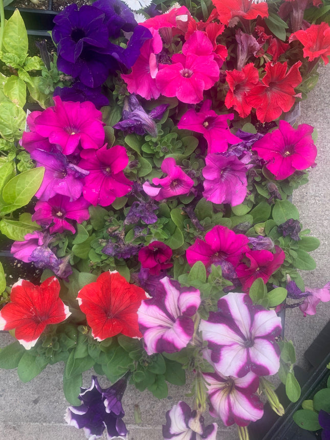 Rooted Annual Plants Petunia Flowers Summer Garden Basket or Pot Flowers Outdoor