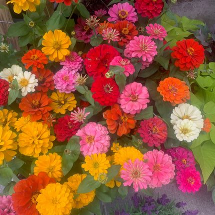 Beautiful Zinnia Dahlia Plant in 6" pot for outdoor landscape Summer