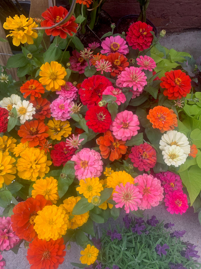 Beautiful Zinnia Dahlia Plant in 6" pot for outdoor landscape Summer
