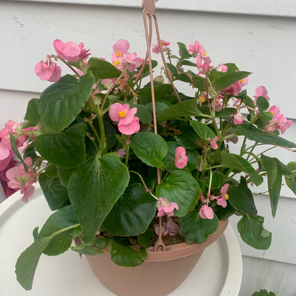 Basket Wax Begonia for Spring and Summer Flowers Landscape Outdoor Garden Home Decoration