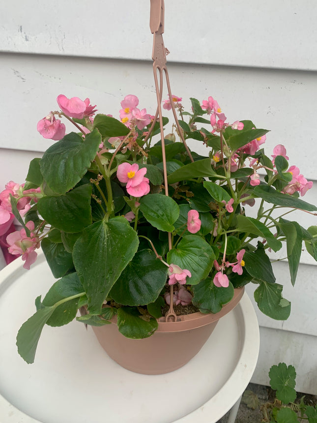 Basket Wax Begonia for Spring and Summer Flowers Landscape Outdoor Garden Home Decoration
