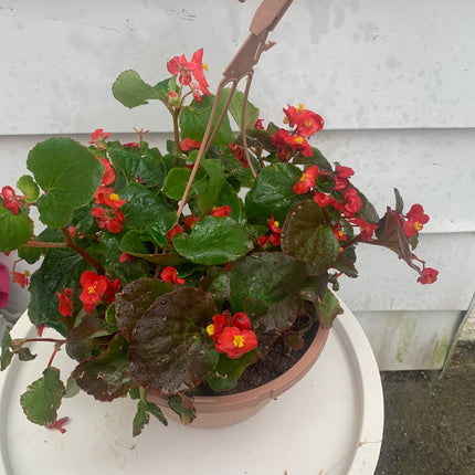 Basket Wax Begonia for Spring and Summer Flowers Landscape Outdoor Garden Home Decoration