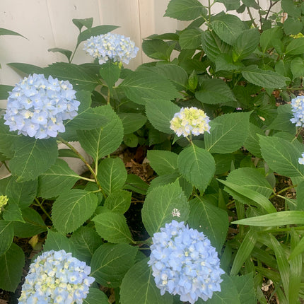 Blue Hydrangea Shrub - 6-18" Tall Live Plant Outdoor or Balcony