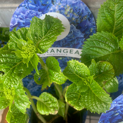 Blue Hydrangea Shrub - 6-18" Tall Live Plant Outdoor or Balcony