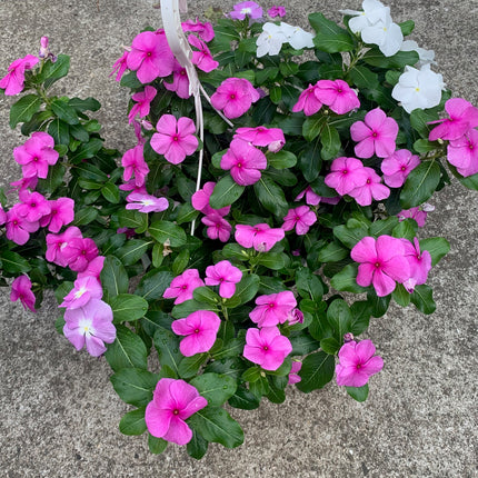 Rooted Purple and White Vinca Plants for balcony home decoration basket