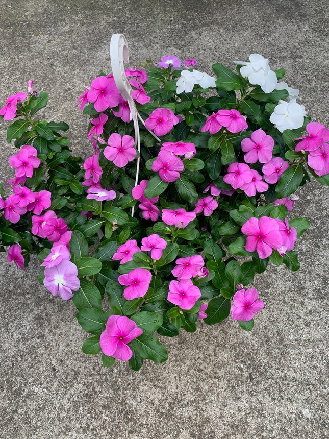 Rooted Purple and White Vinca Plants for balcony home decoration basket