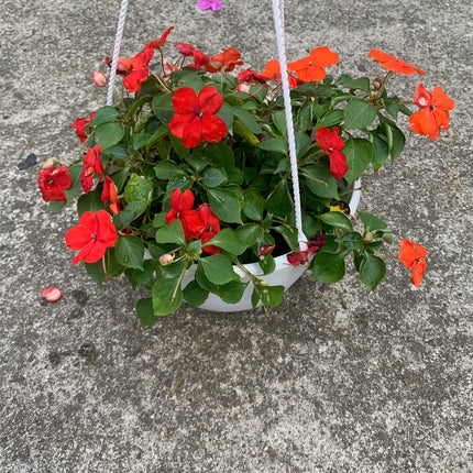 Rooted Red or Orange Impatiens for balcony home decoration basket
