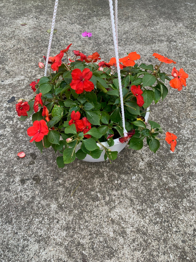 Rooted Red or Orange Impatiens for balcony home decoration basket
