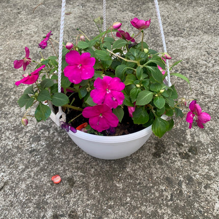 Rooted Purple Impatiens for balcony home decoration basket