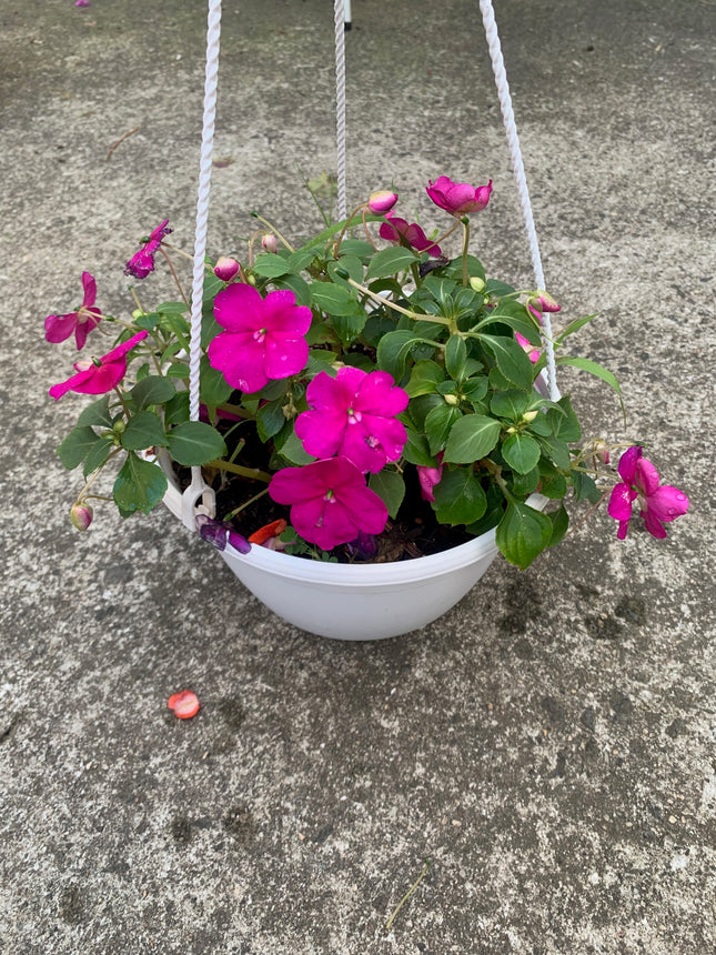 Rooted Purple Impatiens for balcony home decoration basket