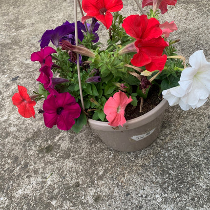 Rooted Annual Plants Petunia flowers White, Purple, Red, Pink Summer Garden Flower