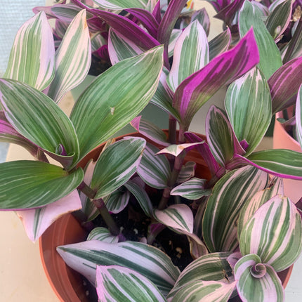 Tradescantia Pink with Stripe Plant Potted Indoor Plant Office Plants