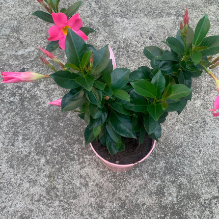 Annual Plant Red Mandevilla with Greenery Ferns Flowering Vines in Pots for Patio & Balcony Decor