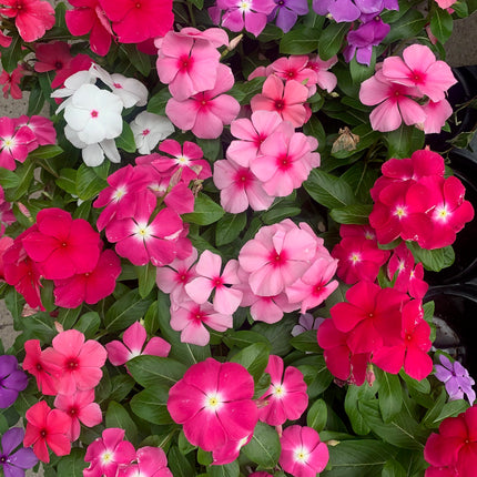Rooted Pink and Hot Pink White Vinca Plants for balcony home decoration basket or pot