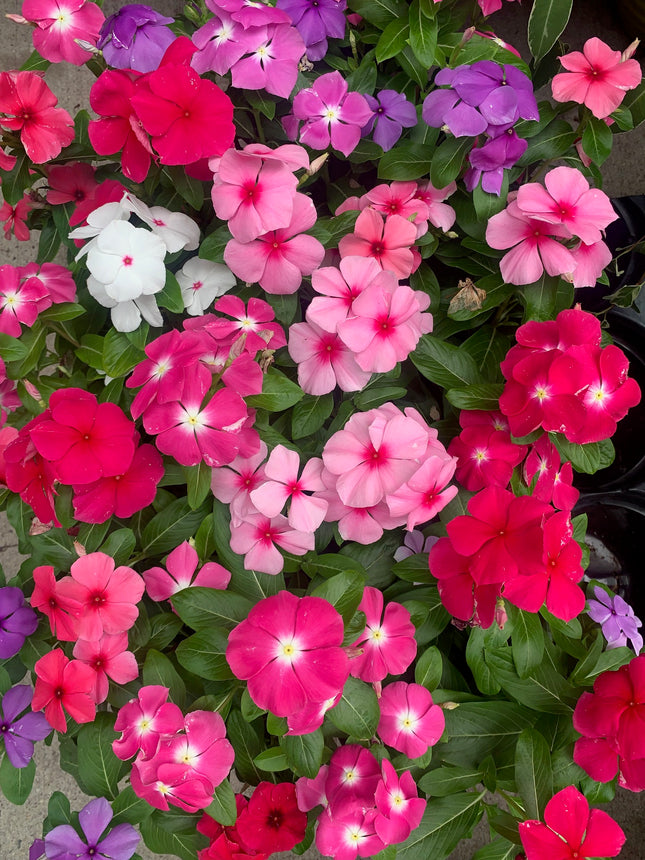 Rooted Pink and Hot Pink White Vinca Plants for balcony home decoration basket or pot