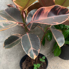 3 Rooted