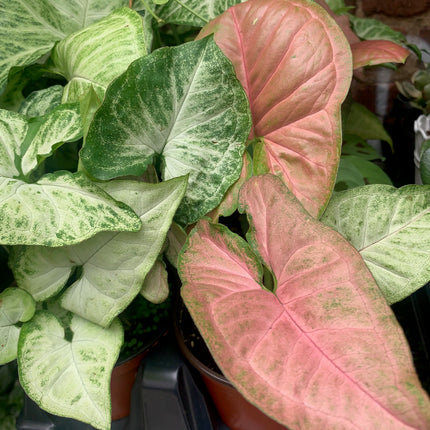 Live Starter Plants Syngonium plants Heart Shape Plant Unique Pink and Green Color Indoor Houseplants