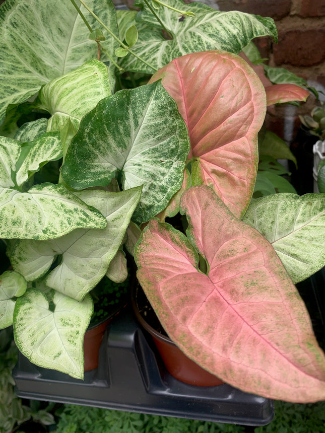 Live Starter Plants Syngonium plants Heart Shape Plant Unique Pink and Green Color Indoor Houseplants