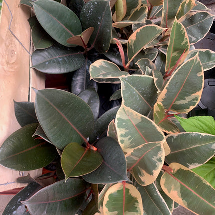 Burgundy Rubber Plant, 6 inch Pot, Live Indoor Ficus Elastica Tree up to 2 Foot Tall