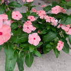 4 Rooted / Pink