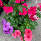 1 Rooted / Hot Pink