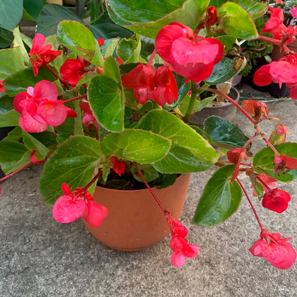 Rooted Red Heart Begonia coleus outdoor Patio or Balcony