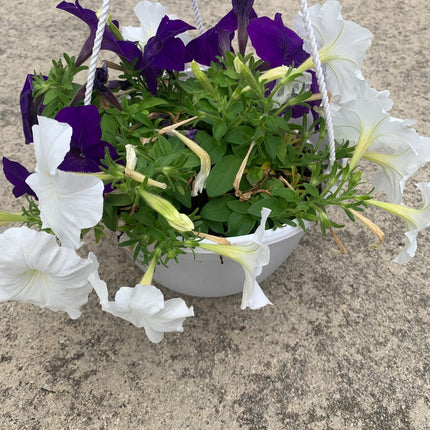 Rooted Annual Plants Petunia flowers White, Purple, Red, Pink Summer Garden Flower