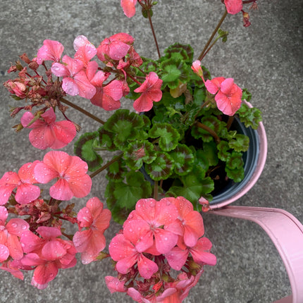 Geranium Pink Year Round Vibrant Addition To Your Garden or Balcony