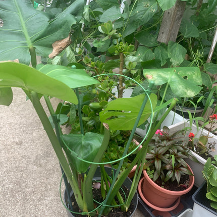 Monstera Deliciosa Floor Live Plant for Indoor or Outdoor Decoration