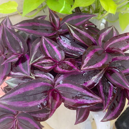 Tradescantia Purple Zebrina Plant Potted Indoor Plant balcony or landscape