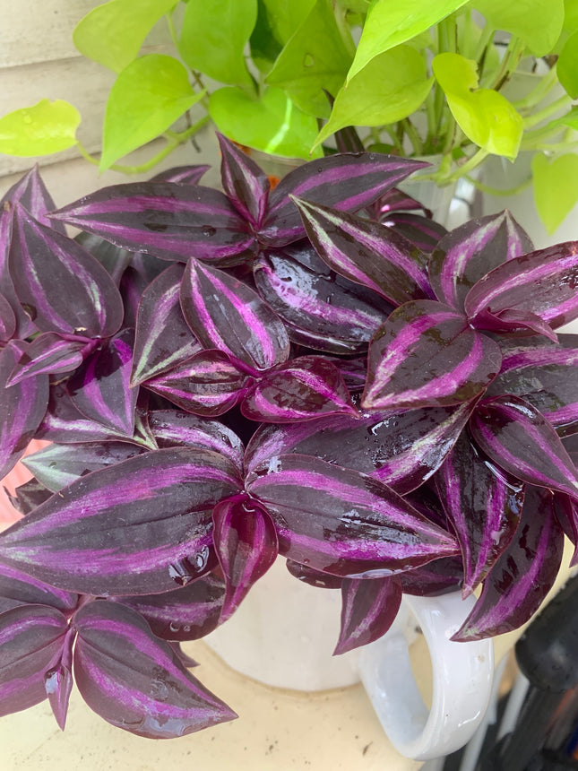Tradescantia Purple Zebrina Plant Potted Indoor Plant balcony or landscape