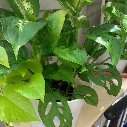 Rooted bundle beautiful evergreen houseplants for balcony home decoration