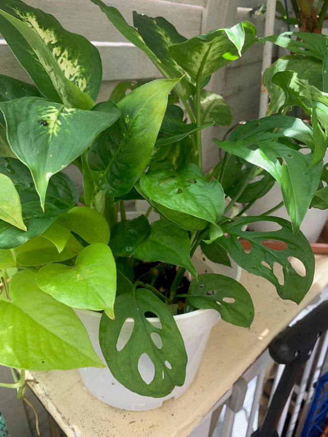 Rooted bundle beautiful evergreen houseplants for balcony home decoration