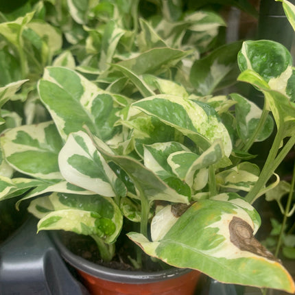 Rooted bundle beautiful evergreen houseplants for balcony home decoration