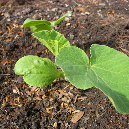 Kabocha Japanese Pumpkin Seeds
