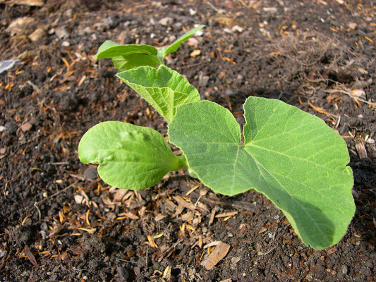 Kabocha Japanese Pumpkin Plants