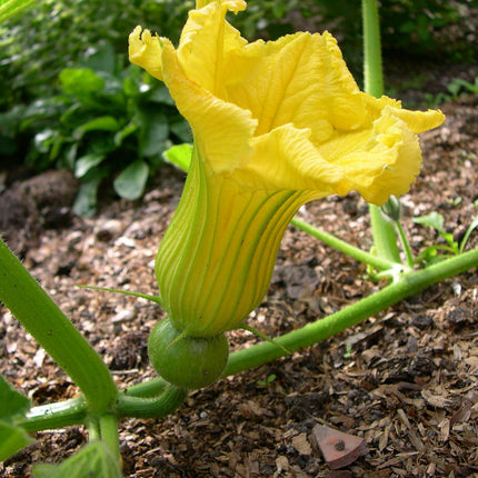 Kabocha Japanese Pumpkin Seeds