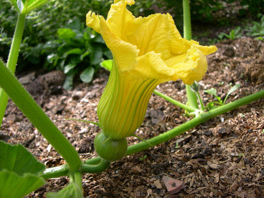 Kabocha Japanese Pumpkin Plants