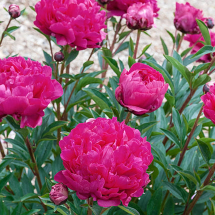 Perennial Flower Bulbs and Seeds